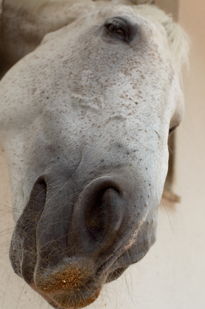 Nose of a Horseの写真素材