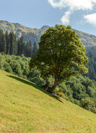 Mountain treeの写真素材
