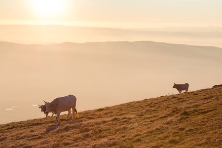 Cows pasturing on top of a mountain at sunset, with fog covering the valley underneath