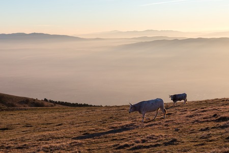 Cows pasturing on top of a mountain at sunset, with fog covering the valley underneathの写真素材