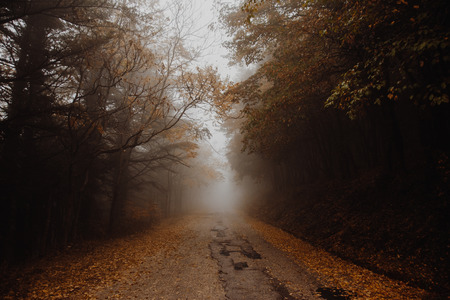 Beautiful view of a road in the middle of fog, with trees at the sides and leaves on the ground