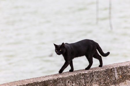 A black cat walking on a pier on Trasimeno lake (Umbria)の写真素材