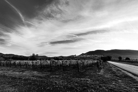 Beutiful view of Umbria valley at dawn, with vineyards in the foreground, Assisi town in the background, beneath a deep sky with white cloudsの写真素材