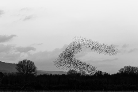 Flock of birds making beautiful and surreal shapes in the skyの写真素材
