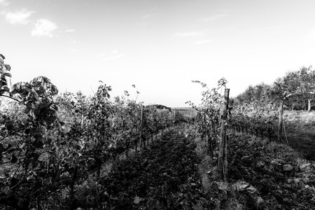 First person view of a vineyard,  beneath a clean, empty skyの写真素材