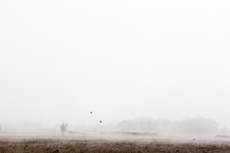 Trees and plants in the midst of fog and mist, with some birds fの写真素材