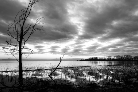 Moody lake shore at sunset, with sun light reflecting on water, and skeletal treesの写真素材