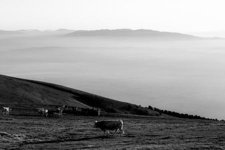 Some cows and horses pasturing on a mountain at sunset, with fog on the valley underneathの写真素材
