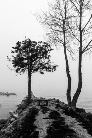 Tree on a lake shore in the middle of mistの写真素材