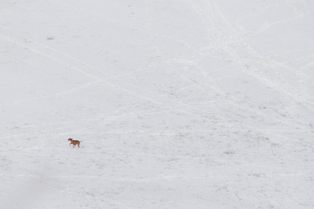 A dog running over a mountain field covered by snowの写真素材