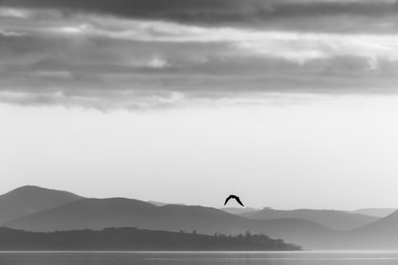 Beautiful view of a lake at sunset, with a bird flyingの写真素材