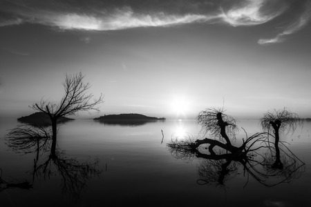 Beautiful sunset at Trasimeno lake (Umbria), with perfectly still water and skeletal treesの写真素材