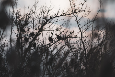 Birds silhouettes in the midst of plants and trees