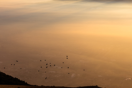 Flock of birds flying over a sea of mist at sunsetの写真素材