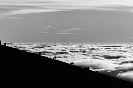 Horses silhouettes on a mountain over a sea of fogの写真素材