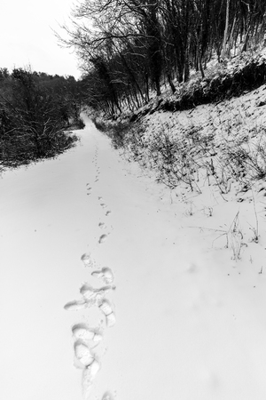 A path in the middle of woods covered by snow, with footsteps in the foregroundの写真素材