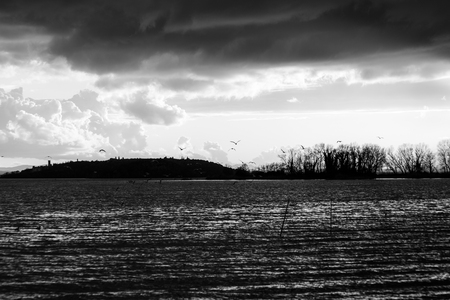 Birds flying over Trasimeno lakeの写真素材