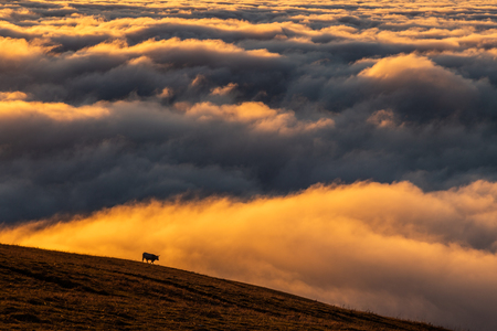 Cow on a mountain over a sea of fog at sunset, with beautiful warm colorsの写真素材