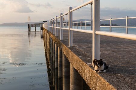 A cat resting on a pier on a lake with warm sunset colorsの写真素材