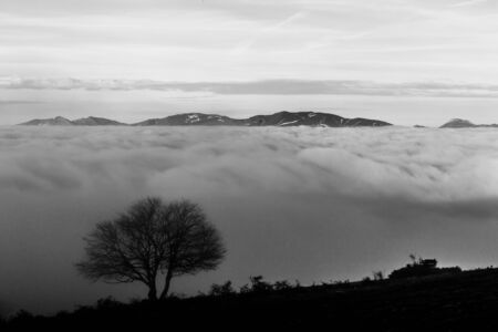 A tree silhouette above a sea of fog and mountains with snow at the distance