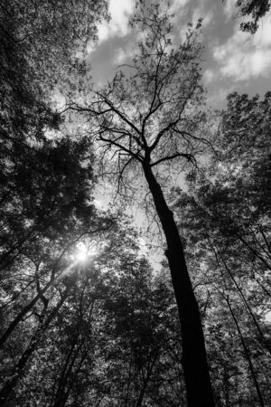 Sun filtering through leaves in a forestの写真素材