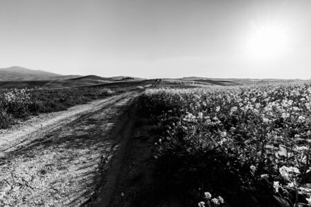 Beautiful Tuscany landscape in spring time with wave hills, a road and flowers on the foreground. Tuscany, Italy, Europeの写真素材