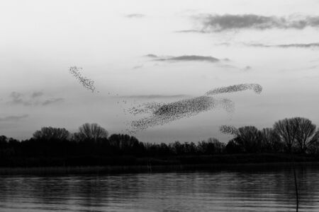 Flock of birds making a beautiful shape in the sky above some trees o a lake shoreの写真素材