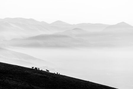 Some horses silhouettes on top of Subasio mountain, over a sea of fog filling the Umbria valleyの写真素材