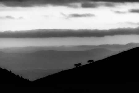 Distant horses silhouettes over a mountains against a beautiful sky at duskの写真素材