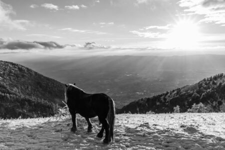 A horse on a pasture in a meadow covered by snow at the sunset time .