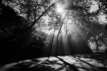 View of a road with sunrays cutting through the mist, and creating beautiful trees shadows textures on the ground.の写真素材