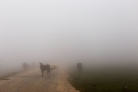 Some horses on top of Subasio mountain, over a sea of fog filling the Umbria valley.の写真素材