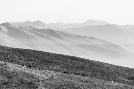 Some horses silhouettes on top of Subasio mountain, over a sea of fog filling the Umbria valleyの写真素材