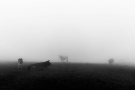 Some cow in the middle of fogの写真素材