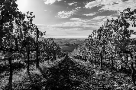 Beautiful first person view of a vineyard in autumn, coming down an hillの写真素材