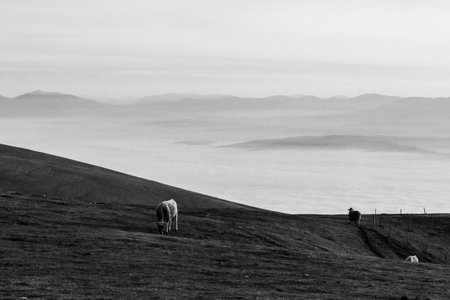 Cows pasturing on a mountain, above a sea of fog filling a valleyの写真素材