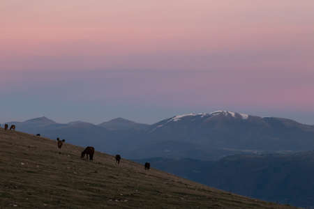 Horses on Subasio mountain at dusk, with beautiful sky and snowcapped mountains on the background