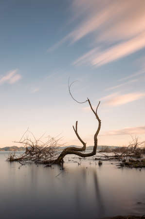 Long exposure view of skeletal tree on a lake with moving cloudsの写真素材