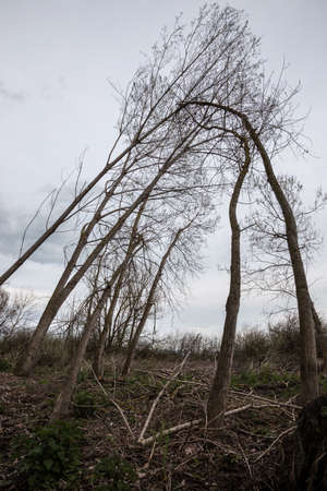 Tall skeletal trees touching at the topの写真素材