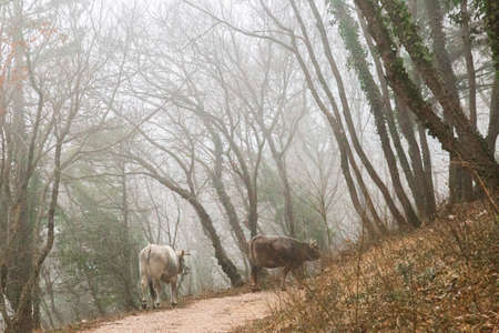 Cows in the middle of fog near some trees in a woodの写真素材