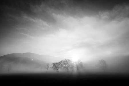 Trees in the middle of fog