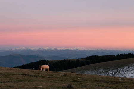 Cows pasturing on a mountain at dusk , with mist and snowcapped mountains in the backgroundの写真素材
