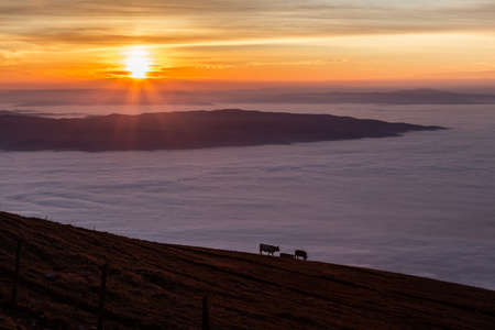 Cows pasturing on Subasio mountain, above a sea of fog at sunset