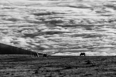 Horses pasturing on a mountain, above a sea of fog at sunsetの写真素材