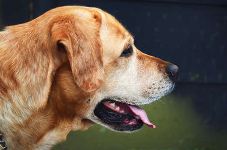 Labrador dog looking into the distance with his tongue outの写真素材