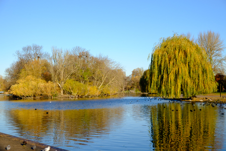 Autumn scene at boating lake in Regent's Park, Londonの写真素材