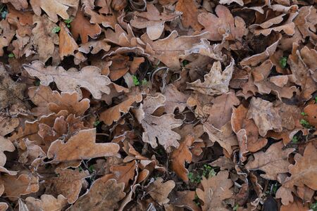 Oak leaves on the ground close up.