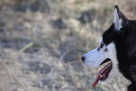 close-up shot of husky dog blue and brown eyes