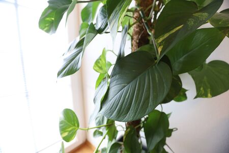 Philodendron in Pot on White Background.の写真素材