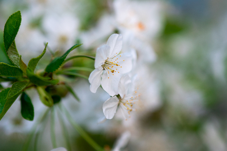 white cherry flowers on a branch close upの写真素材